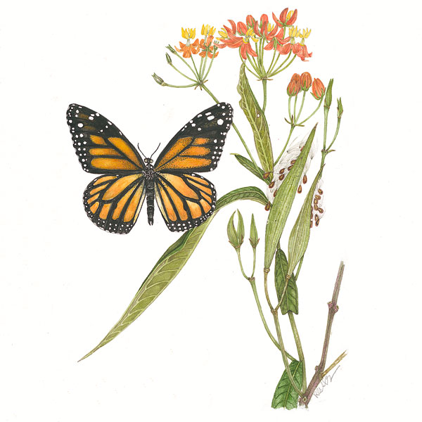 Monarch with Milkweed watercolor painting