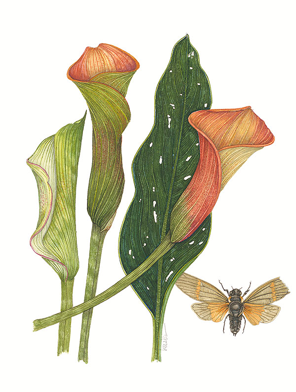 Calla Lilies watercolor painting