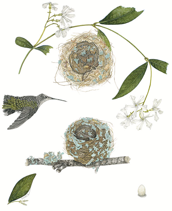 Hummingbird Nests Series #2