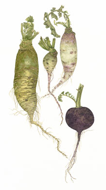 Maine Radishes watercolor painting