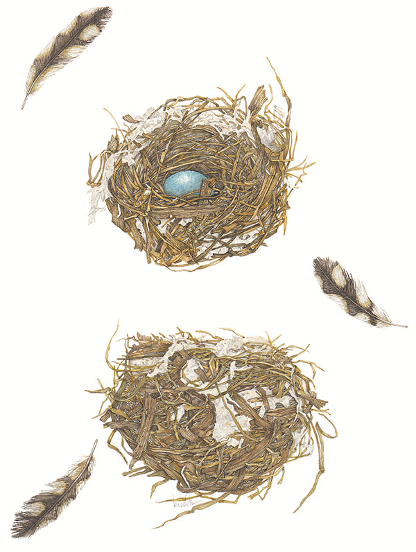 Nest Series #13