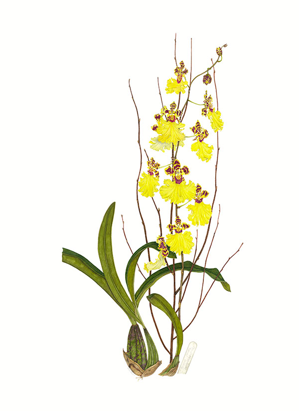 Oncidium ‘Tainan’