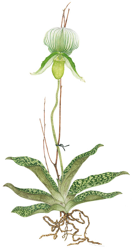 Paphiopedilum Maudiae botanical watercolor