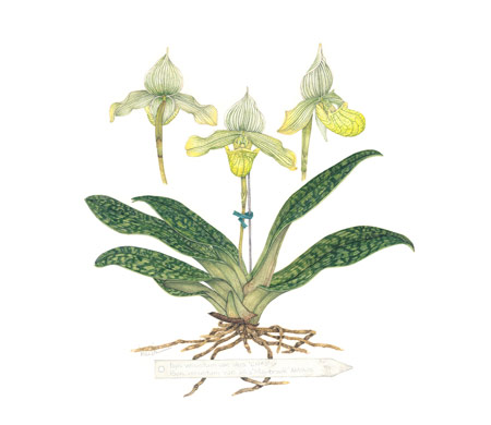 Paphiopedilum Venustum watercolor