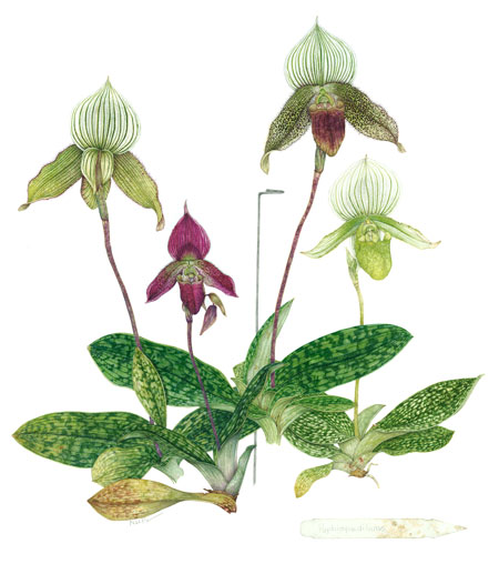 Paphiopedilum Collection botanical watercolor