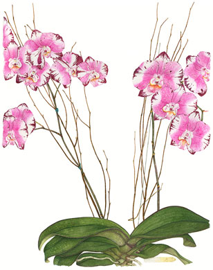 Phalaenopsis Series watercolor