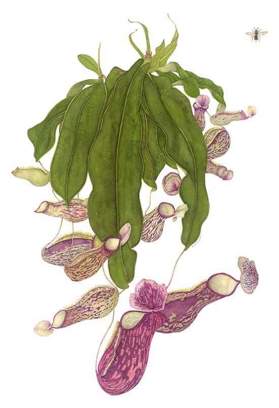Pitcher Plant Series watercolor painting