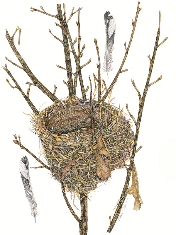 Bird’s Nest Series #12
