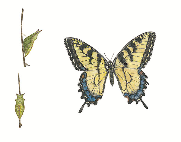 Giant Swallowtail and Chrysalis