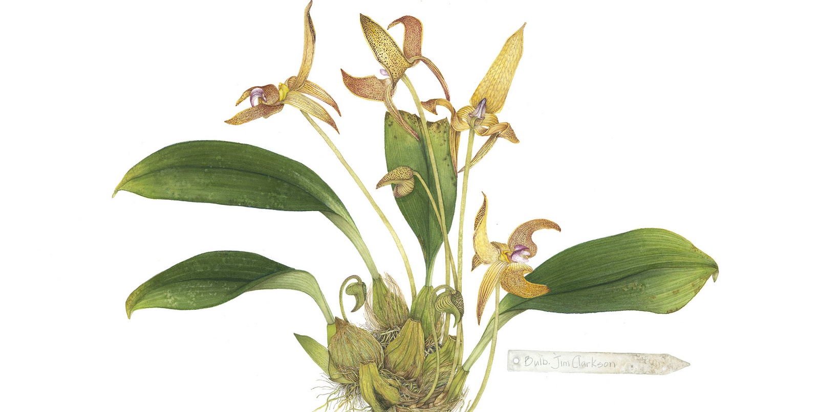 Bulbophyllum Series
