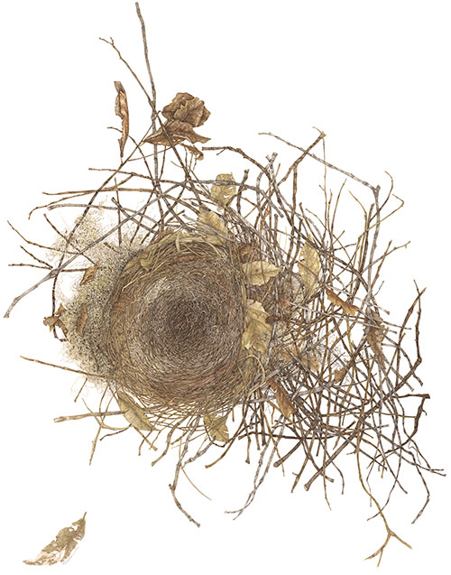 Bird&apos;s Nest Series #9