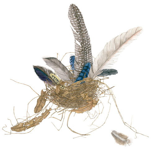 Bird&apos;s Nest Series #5