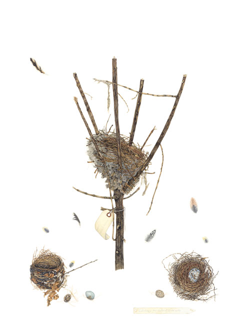 Bird&apos;s Nest Series #7