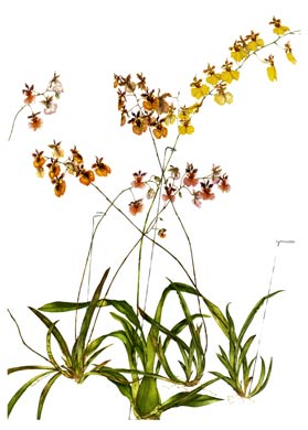 Oncidium