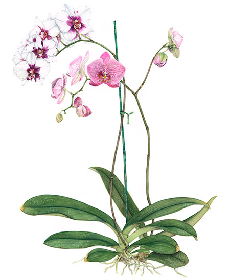 Two Phalaenopsis botanical watercolor